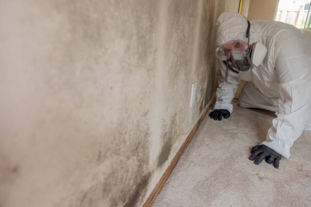 Best Mold Prevention Services  in Clendenin, WV