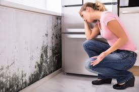 Best Mold Documentation for Insurance Claims  in Clendenin, WV